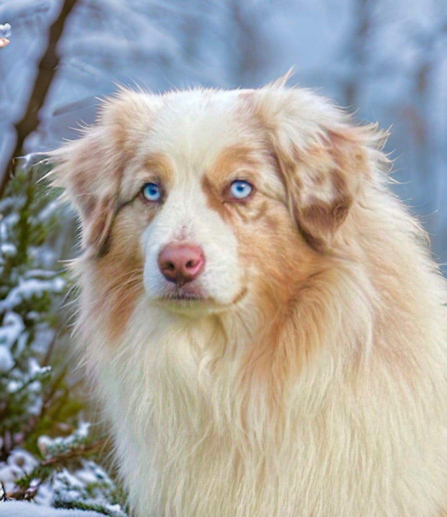 Publication : Des Plaines De Barbizon