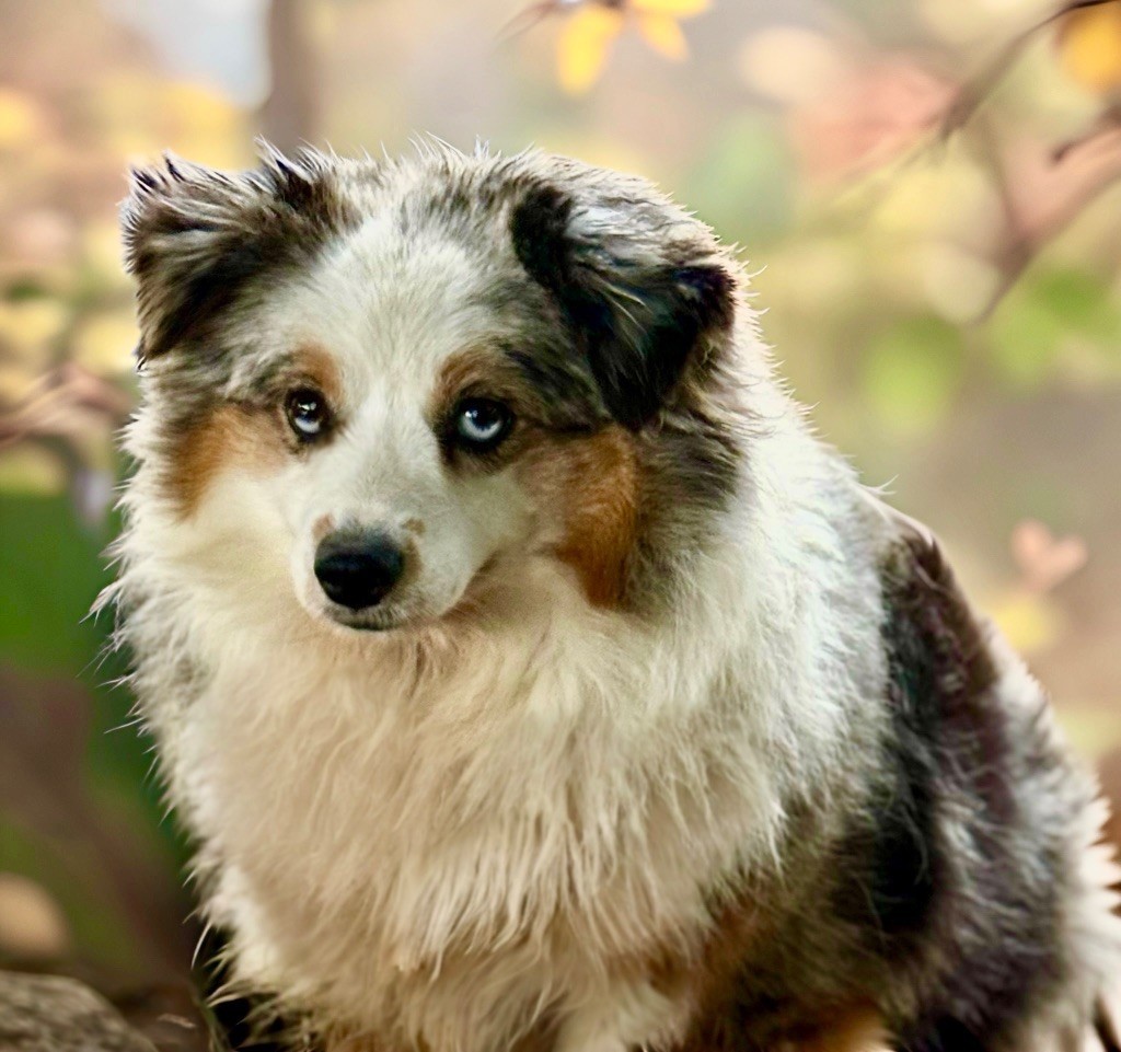 Publication : Des Plaines De Barbizon