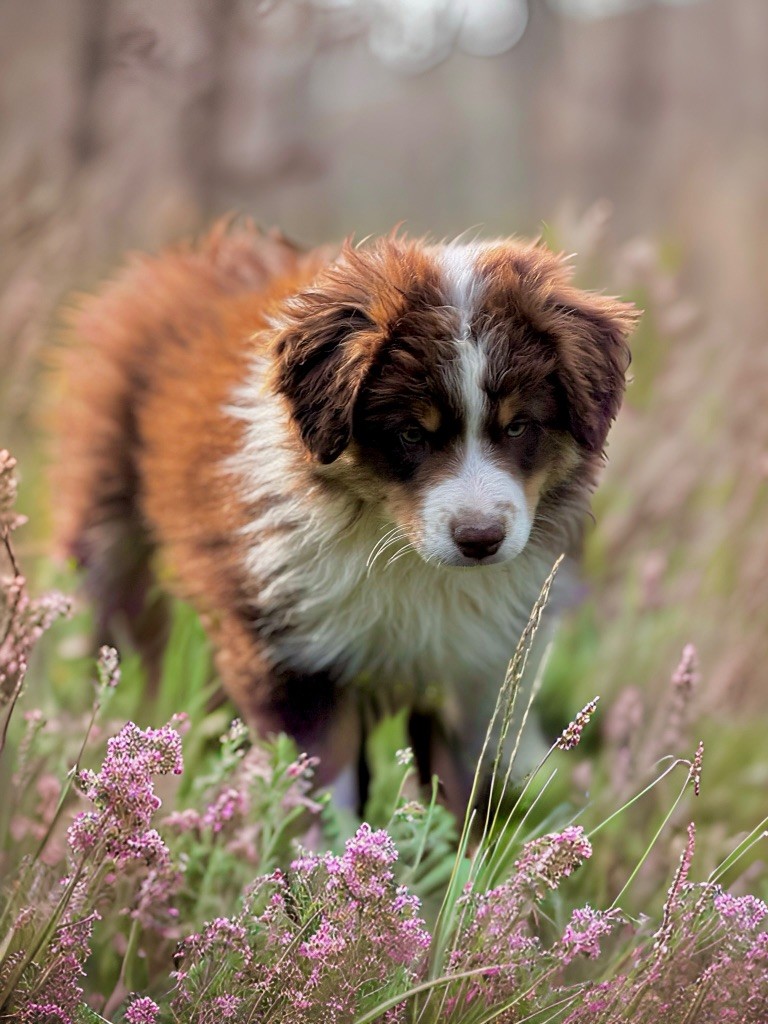 All the stars in the sky of american madness