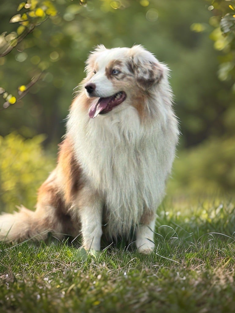 Publication : Des Plaines De Barbizon