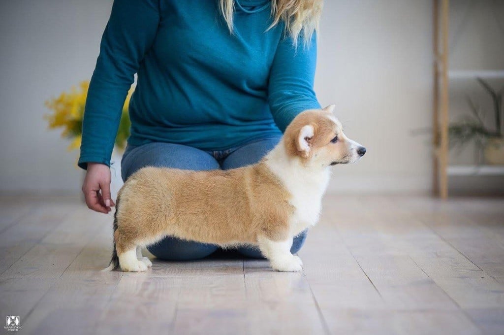 Publication : Des Plaines De Barbizon