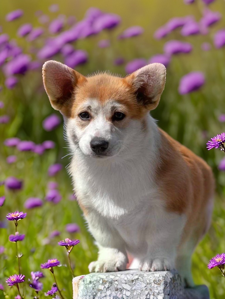 pushistaya Maggie zhemchuzhina