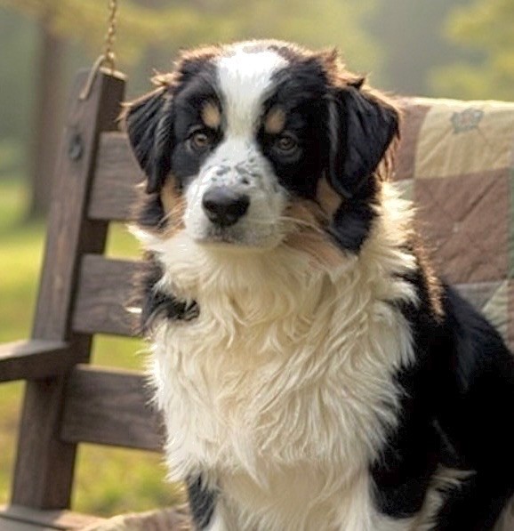 full throttle Kiss a dream