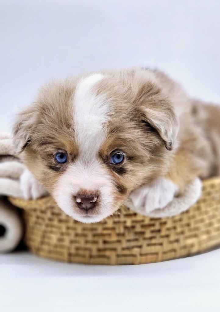 (arya) sarah mini of musimaciay