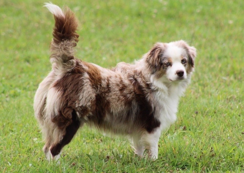 Lorella mini della terra del falco