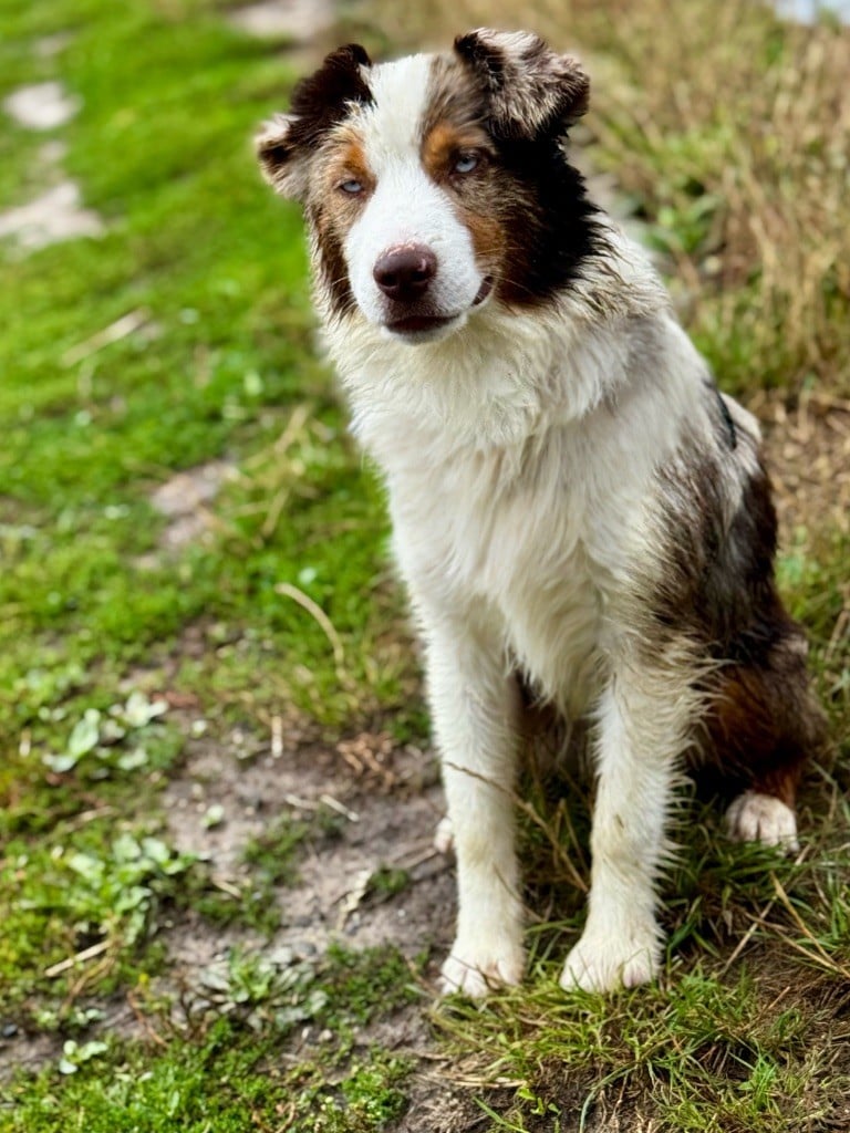 Apache Des Plaines De Barbizon