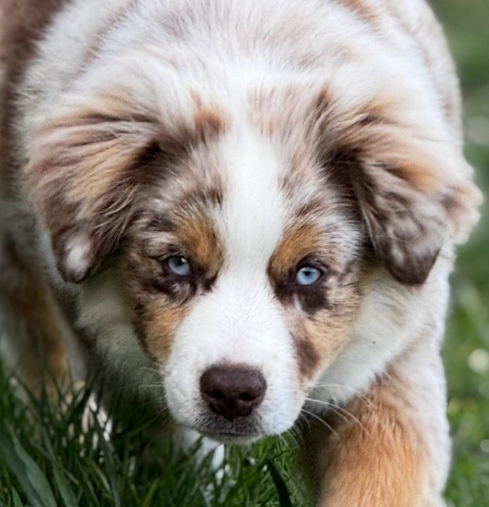 (arya) sarah mini of musimaciay