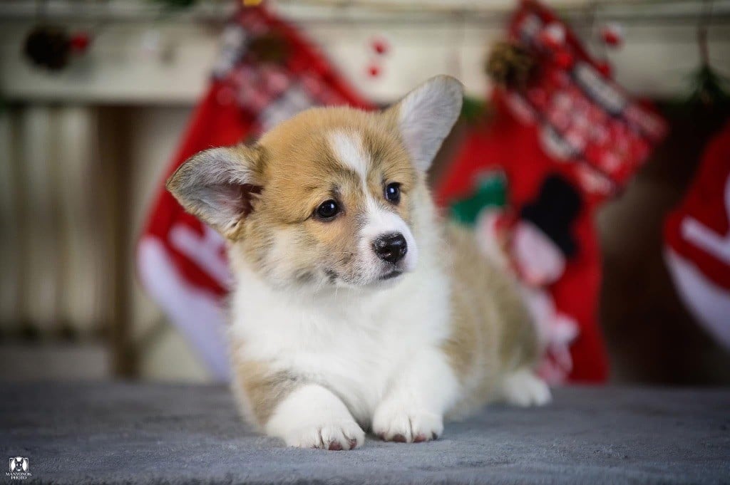 Publication : Des Plaines De Barbizon