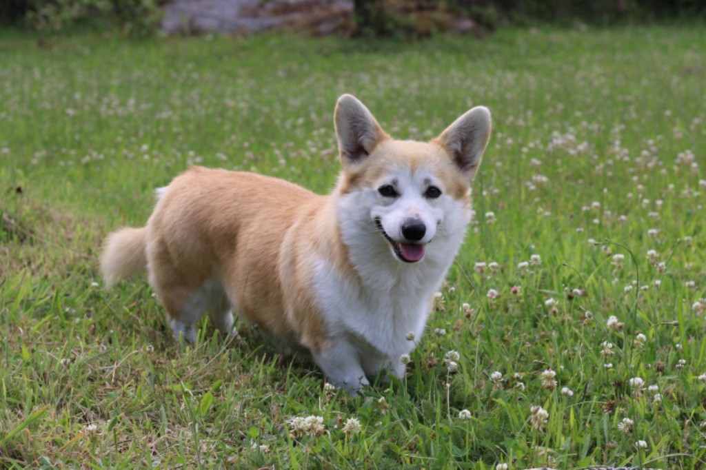 pushistaya Maggie zhemchuzhina