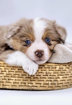 (arya) sarah mini of musimaciay