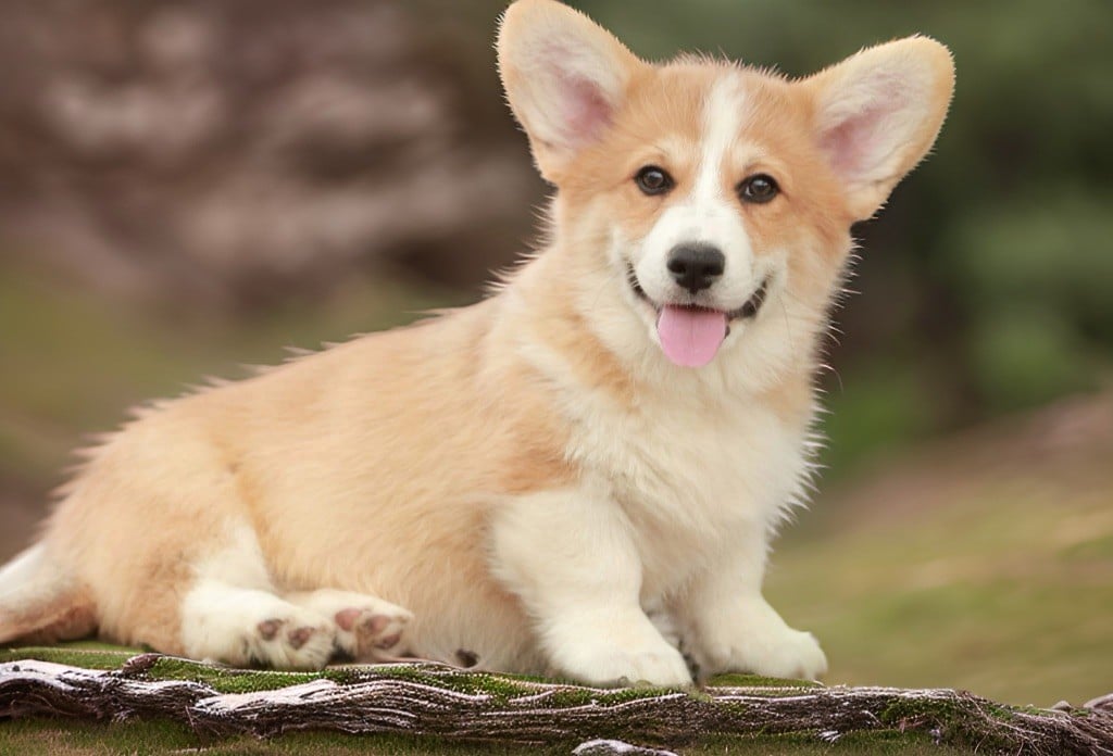 Elton my true companion