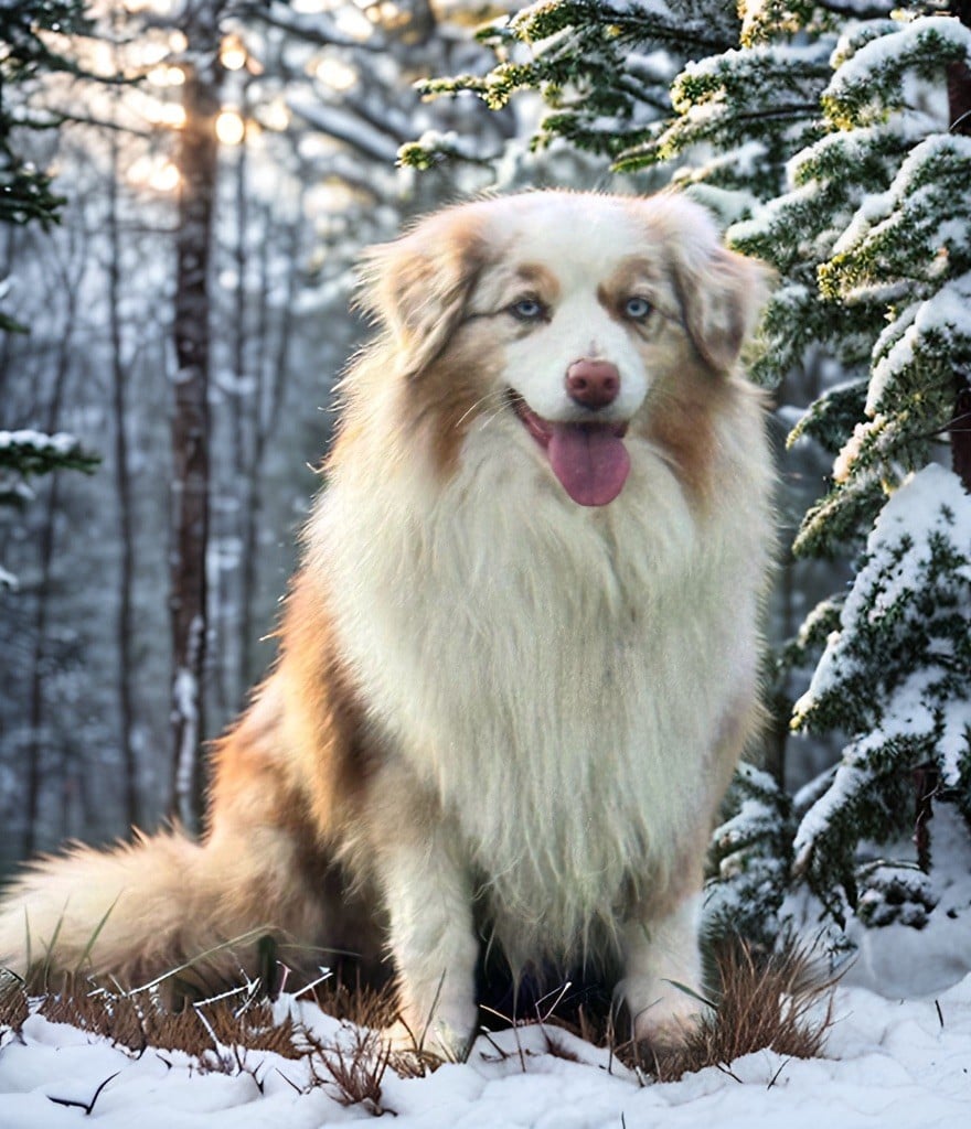 Publication : Des Plaines De Barbizon