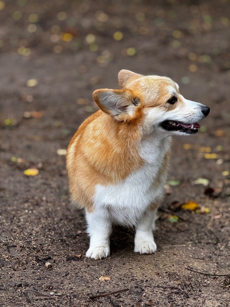 tay bala Jasmine petal