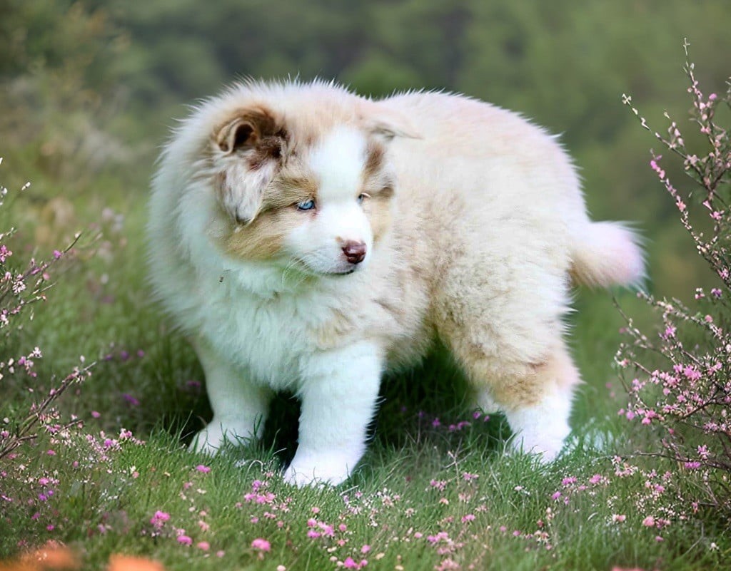 Publication : Des Plaines De Barbizon