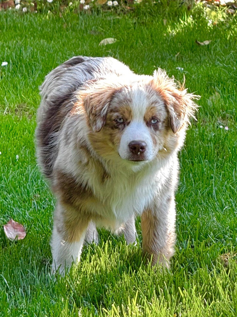 (arya) sarah mini of musimaciay