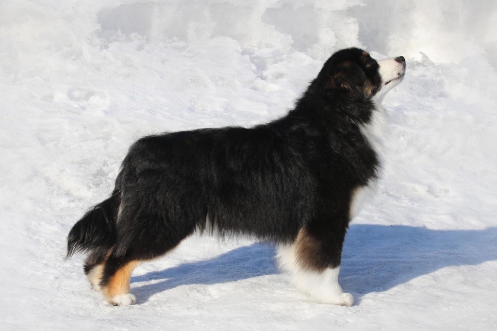 Publication : Des Plaines De Barbizon