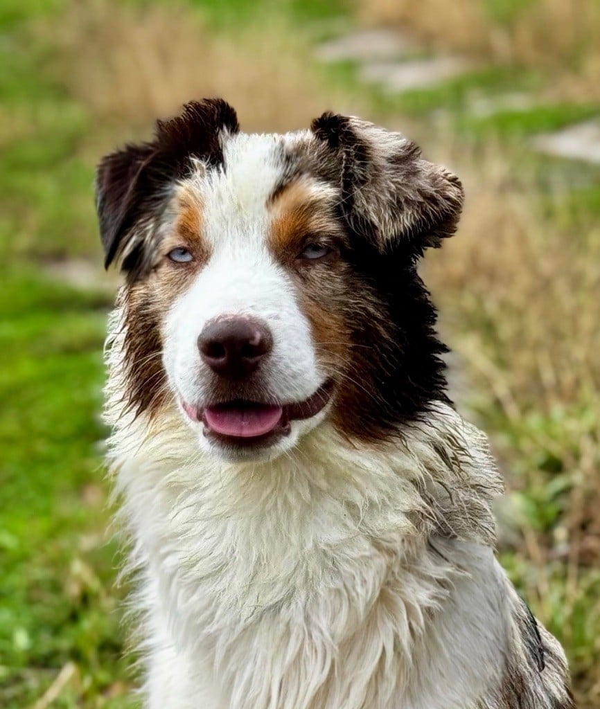 Apache Des Plaines De Barbizon