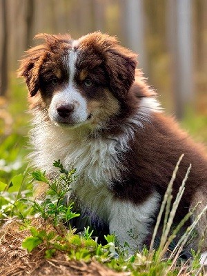 All the stars in the sky of american madness