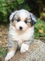 Des Plaines De Barbizon