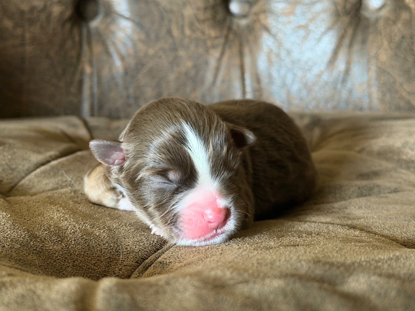 BULLE