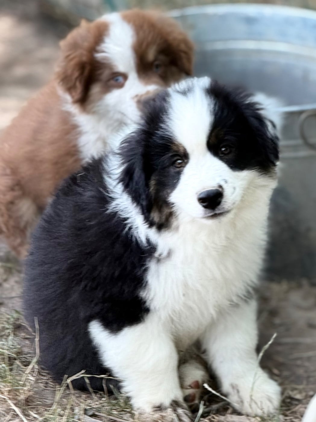 BLACK SPARROW