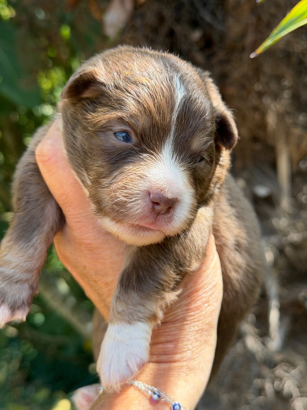 BALOU