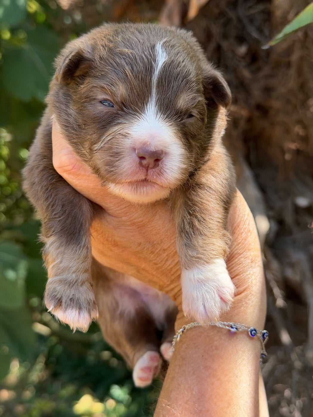 BALOU