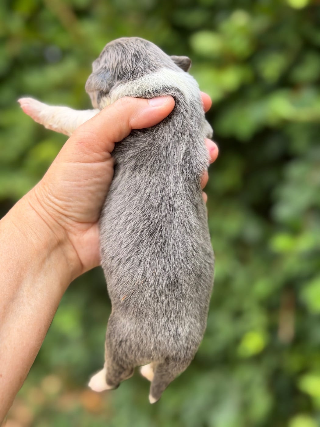 BRIGHT GREY GIRL