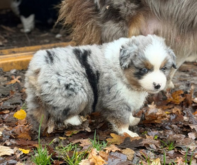 Les chiots de Berger Américain Miniature 