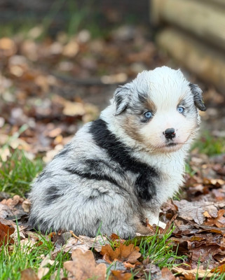 Les chiots de Berger Américain Miniature 