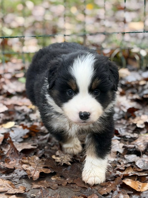 Les chiots de Berger Américain Miniature 
