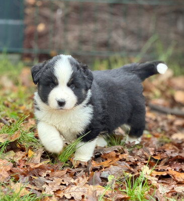 Les chiots de Berger Américain Miniature 