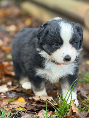 Les chiots de Berger Américain Miniature 