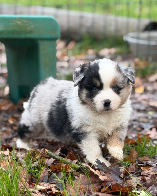 Les chiots de Berger Américain Miniature 