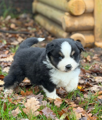 Les chiots de Berger Américain Miniature 