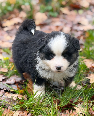 Les chiots de Berger Américain Miniature 
