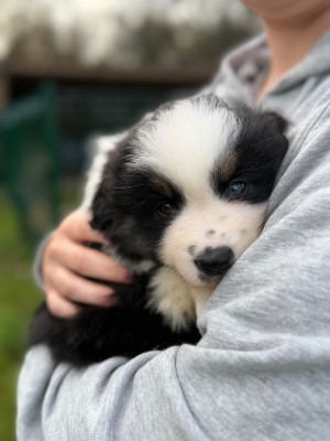 Les chiots de Berger Américain Miniature 