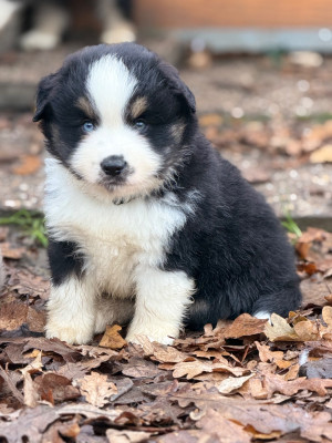 Les chiots de Berger Américain Miniature 