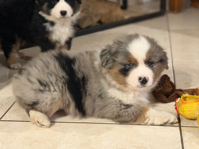 Les chiots de Berger Américain Miniature 