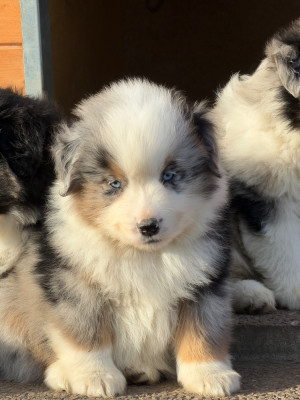 Les chiots de Berger Américain Miniature 