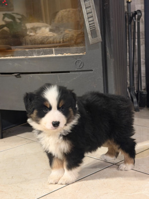 Les chiots de Berger Américain Miniature 