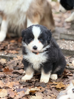 Les chiots de Berger Américain Miniature 