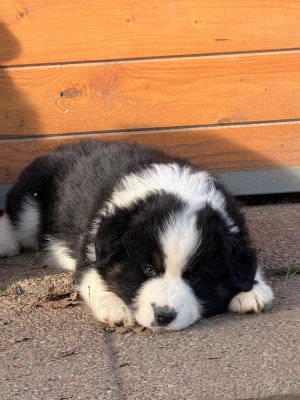 Les chiots de Berger Américain Miniature 