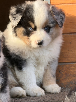 Les chiots de Berger Américain Miniature 