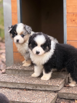 Les chiots de Berger Américain Miniature 
