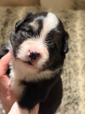 Les chiots de Berger Américain Miniature 