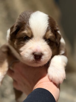 Les chiots de Berger Américain Miniature 