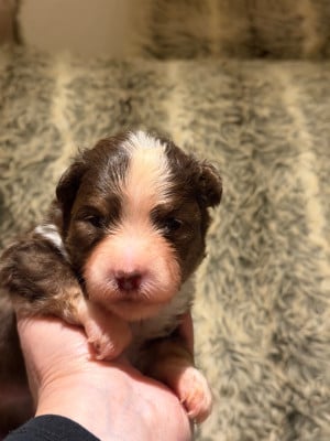 Les chiots de Berger Américain Miniature 