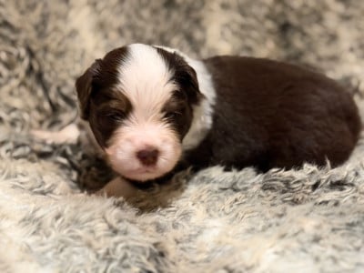 Les chiots de Berger Américain Miniature 