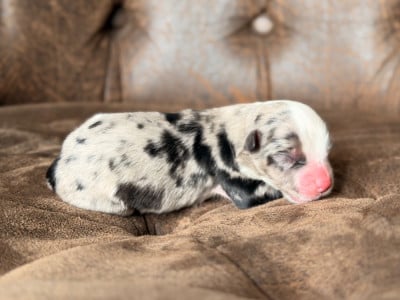 Les chiots de Berger Américain Miniature 